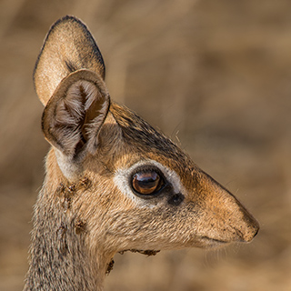 Samburu - Close-up dik-dik